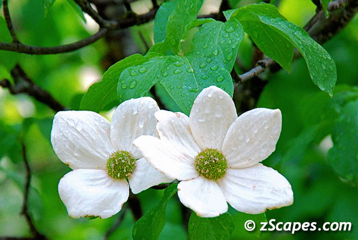 dogwoodflower-ynp09