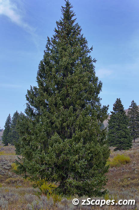 engelmanspruce-ysp12