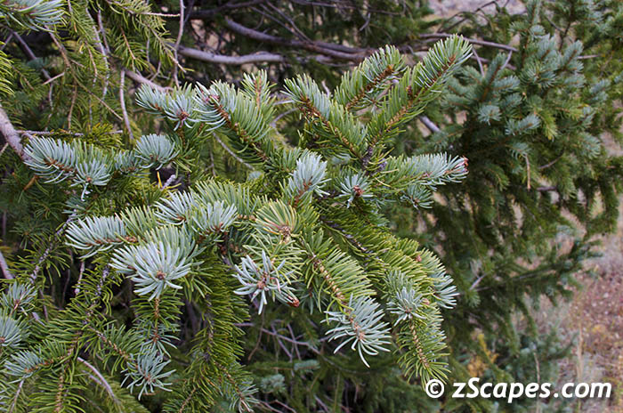 engelmannspruce-branches-ysp1209-3563