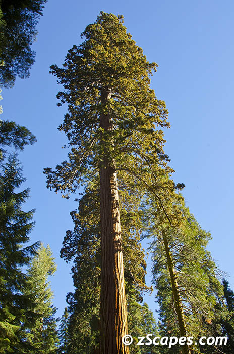 sequoia-ynp12