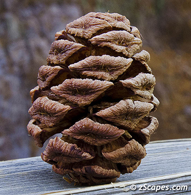 sequoia-cone-ynp1211-5594vc