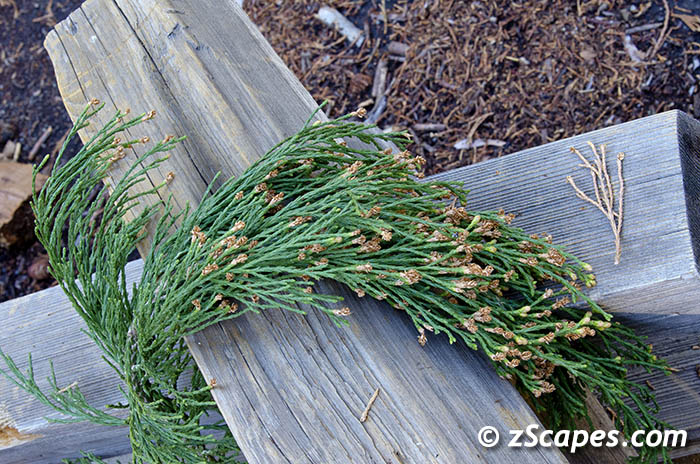 sequoia-needles-ynp1211-5590