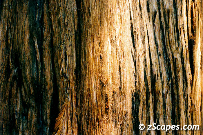 cedarbark-hvw00