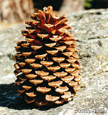 jeffreycone-kmw00