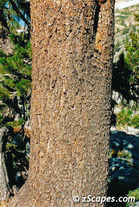 lodgepolebark-hvw00