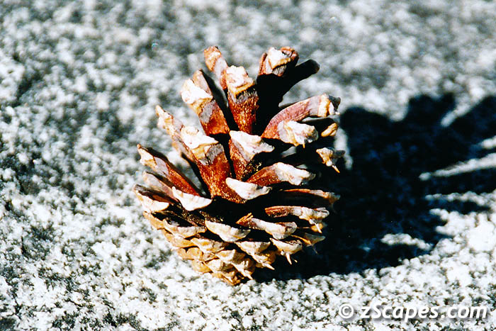 lodgepolecone-hvw00