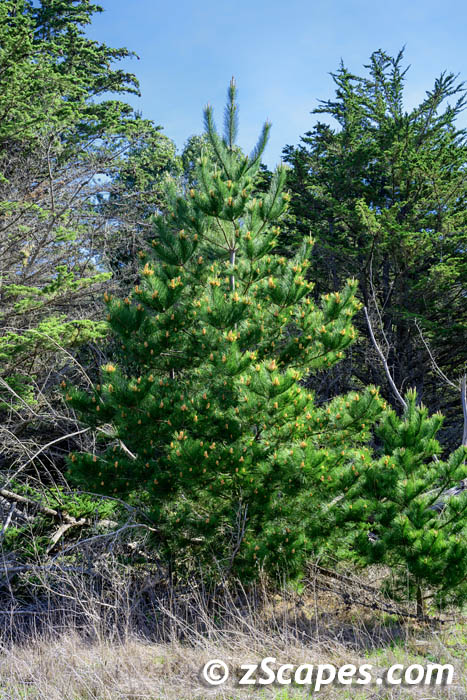 montereypine-hmb24