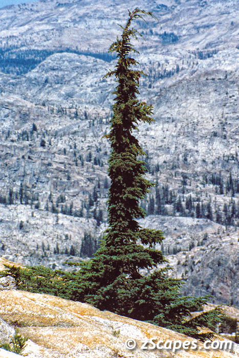 hemlock-ynp02