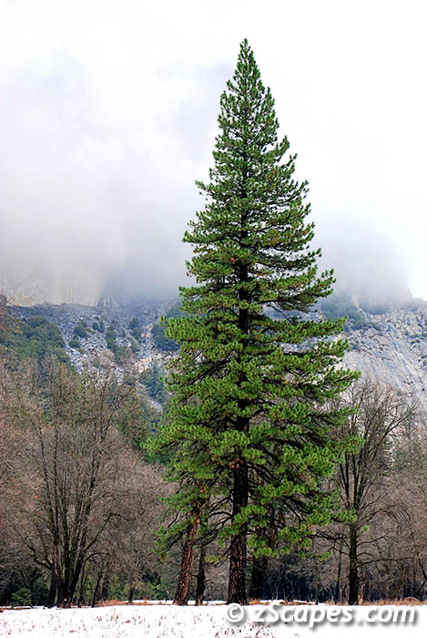 ponderosa-ynp09