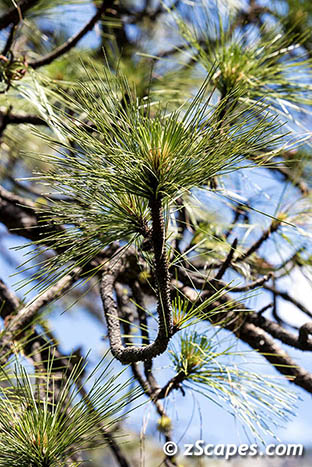 ponderosa-needles-ynp1605-5103