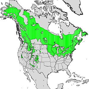 quakingapsen-rangemap