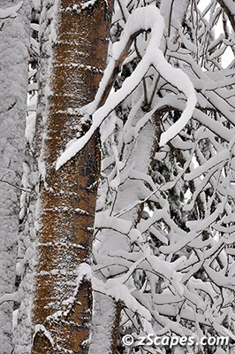 quakingaspen-bark-ynp11