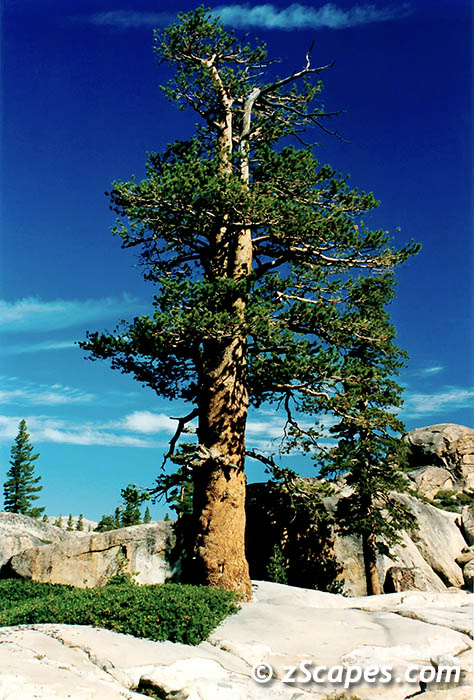 lodgepole-emw01