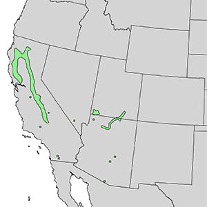 westernredbud-range