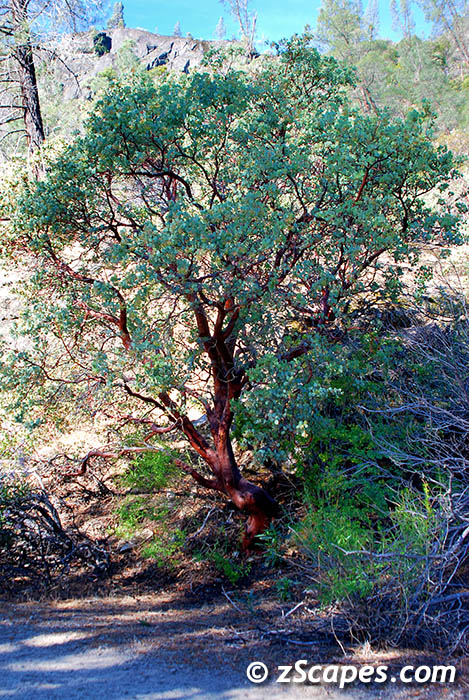 whiteleafmanzanita-hhv08
