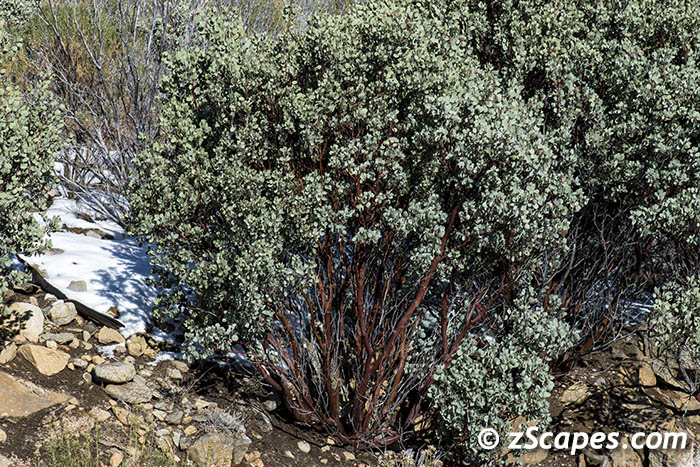 whiteleafmanzanita-bush-ynp15