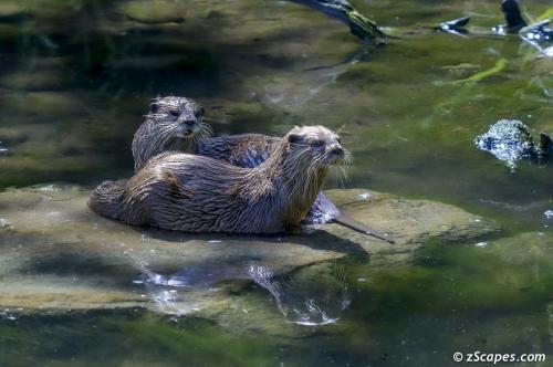 Asian Short Claw Pair