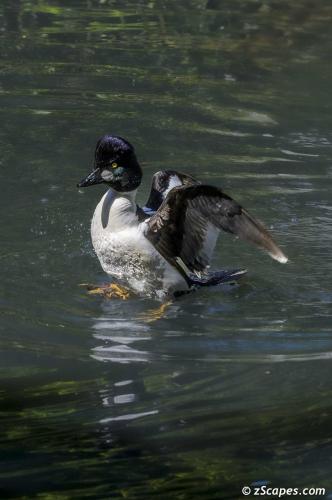 Common Goldeneye