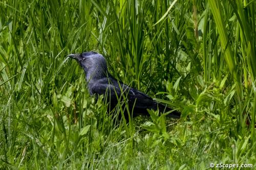 Eurasian Jackdaw