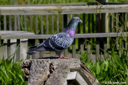 Rock Pigeon