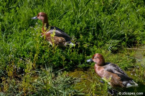 Ferruginous Duck pair