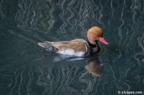 Red Crested Pochard