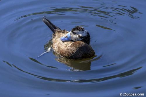 Whiteheaded Duck
