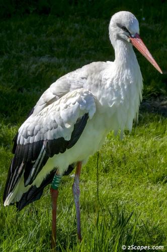 White Stork