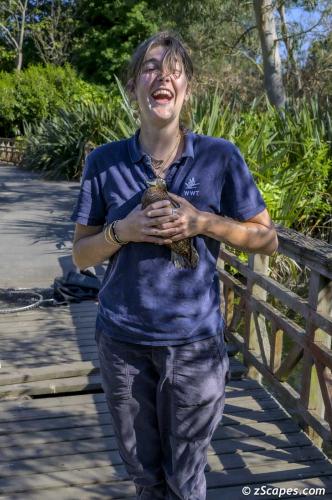 WWT staff rescusing duck stuck under a bridge