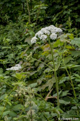 Cow Parsnip Elthorne Park