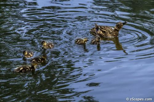 Mallard Family River Brent