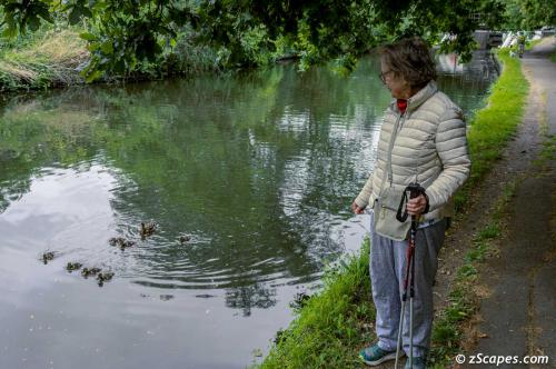 Mallards stalking Monica