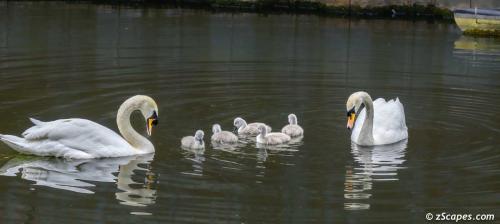 Mute Swan family