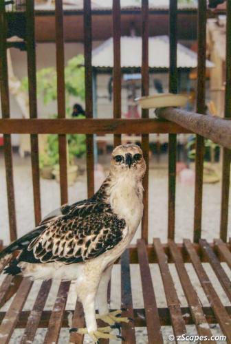Rough Legged Hawk