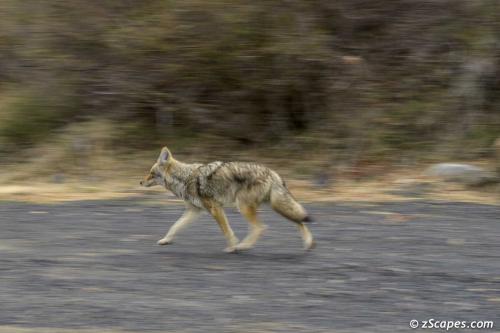 Coyote Big Oak Flat Road