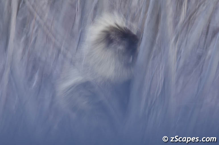 porcupine-misty2-8x10