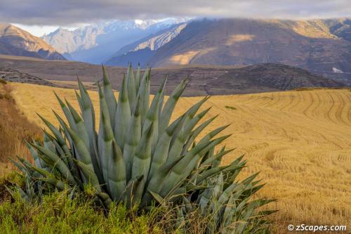 Maras Pampa catcus & wheatfield