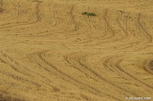 Maras pampa wheat waves