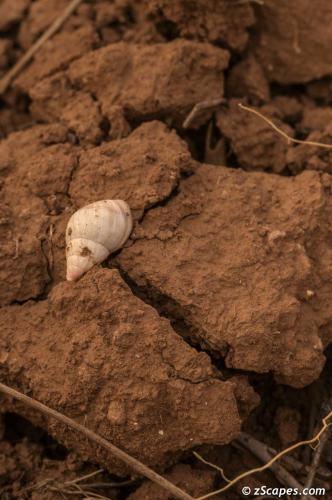 Seashell from tetonic uplift on the Maras Pampa