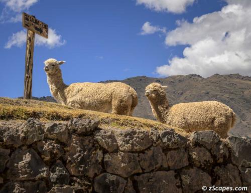 Llamas @ Pisaq