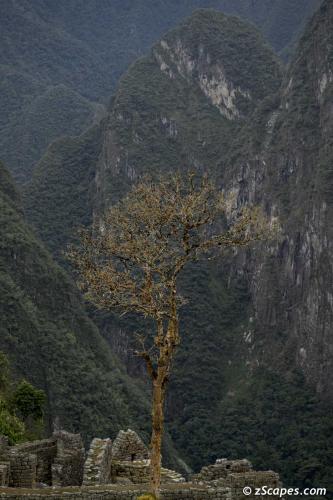 Lonely tree