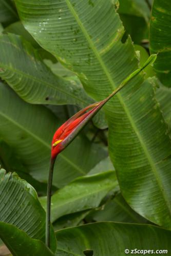 A spot of beauty (Shining Bird of Paradise)