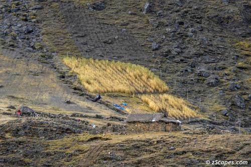 High altitude wheatfields