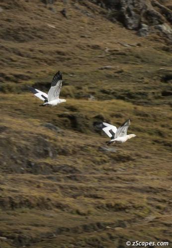 Andean Geese flyaway