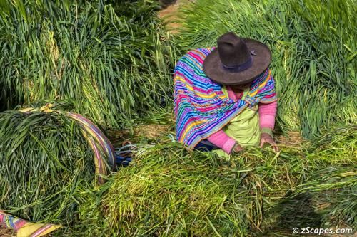 Feed for farm animals