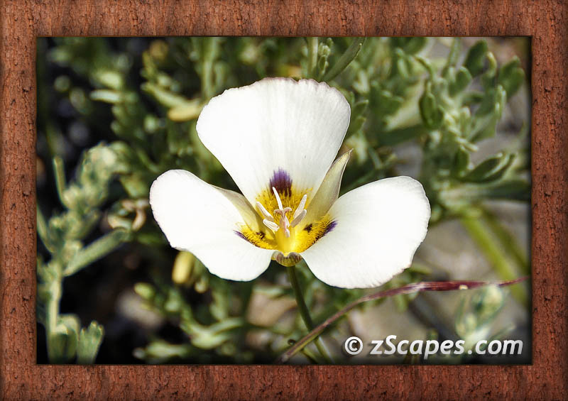 frame-flowers-a.m-mariposalilyleichtin-ynp10v