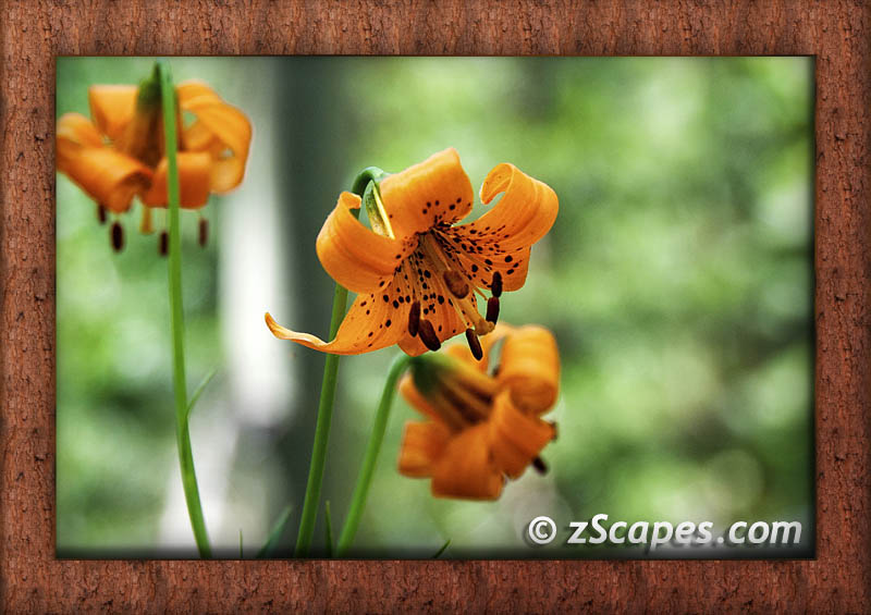 frame-flowers-n-z-sierralily-aaw11v