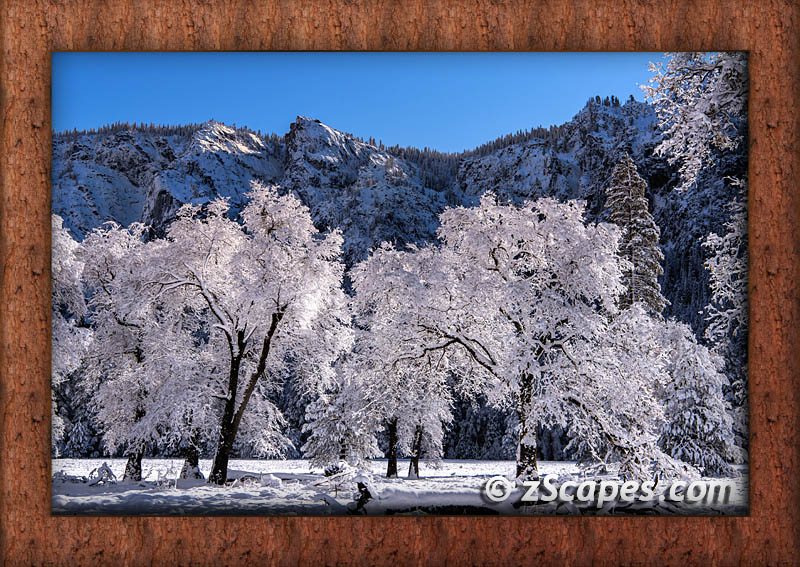 frame-trees-dogwoods-ynp2112