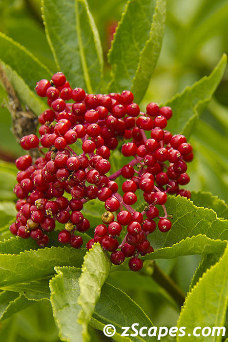 redelderberrycluster-emw14v