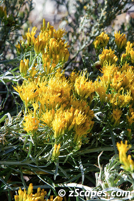 shrubbygroundsel-snv23